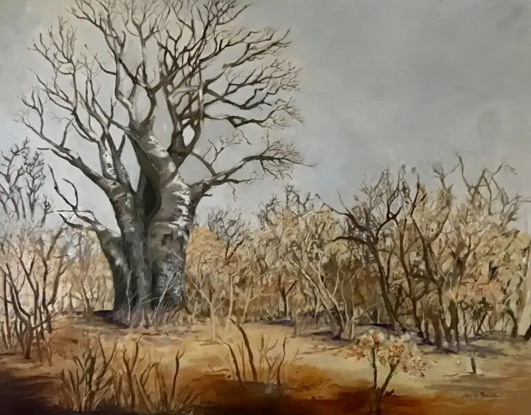boat tree, African plains, winter trees