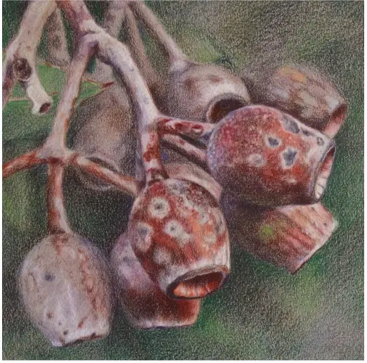 bunch of gum nuts on a green background, acrylic painting, colour pencils
