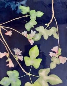 cyano, watercolour, botanical art, flowers