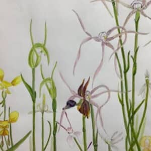 terrestrial orchids, botanical art, watercolour