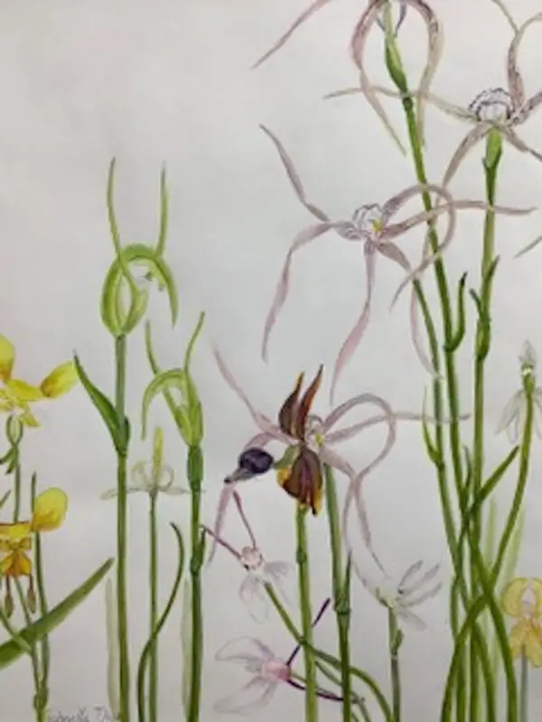 terrestrial orchids, botanical art, watercolour