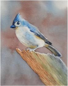 watercolour, bird portrait, workshop